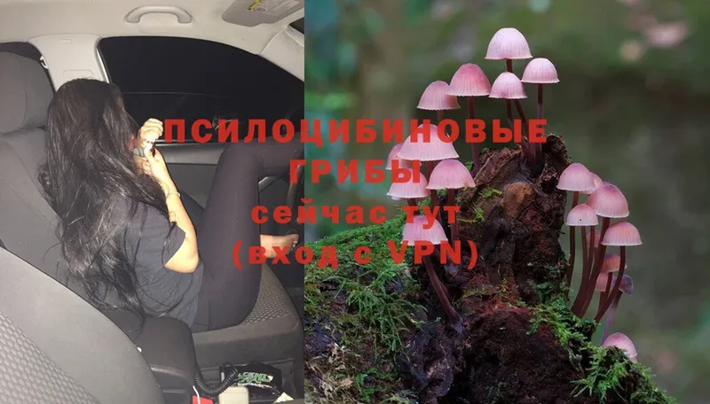 сколько стоит  блэк спрут ONION  Галлюциногенные грибы Psilocybine cubensis  Карабаш 